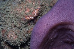 Dromidia aegibotus