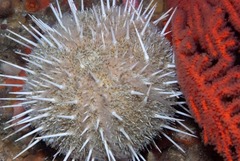 Echinus gilchristi