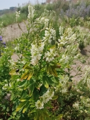 Melilotus albus image