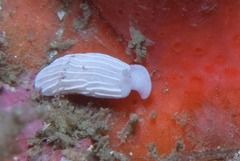 Dermatobranchus albineus