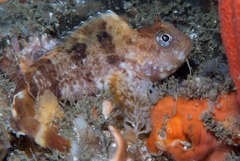 Parablennius cornutus