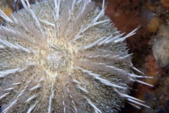 Echinus gilchristi