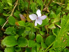 Viola langsdorffii