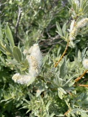 Salix petrophila