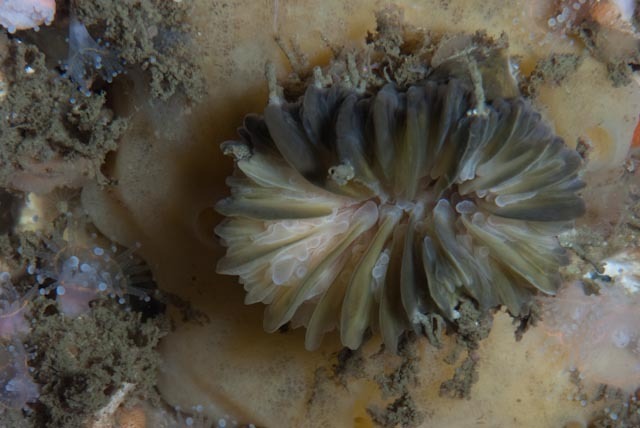 Javania insignis