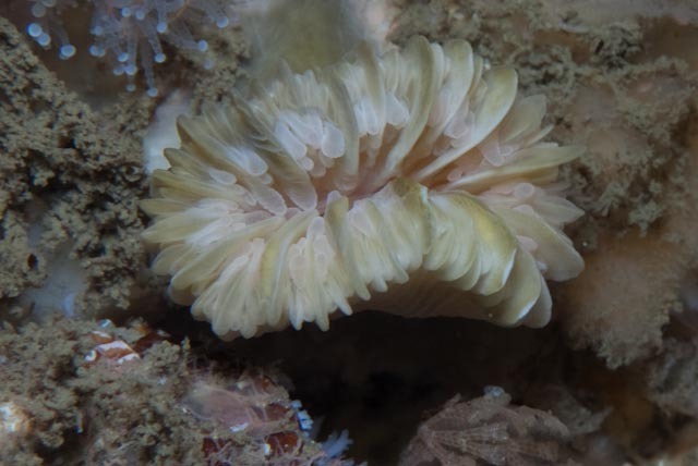 Javania insignis