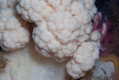 Pseudonephthea liltvedi