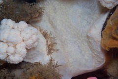 Pseudonephthea liltvedi