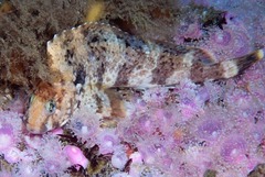 Parablennius cornutus