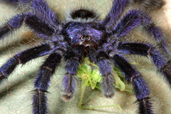 Avicularia purpurea