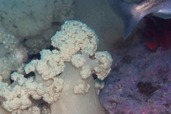 Pseudonephthea liltvedi