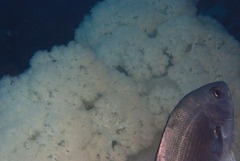 Pseudonephthea liltvedi