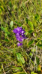 Campanula glomerata farinosa