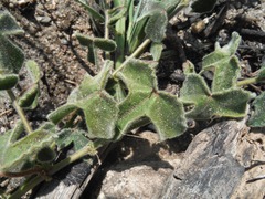 Passiflora fruticosa