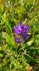 Campanula glomerata farinosa