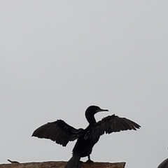 Nannopterum brasilianum