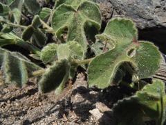 Passiflora fruticosa