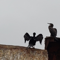 Nannopterum brasilianum