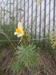Linaria vulgaris