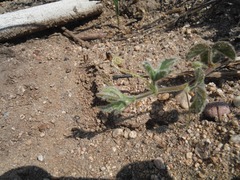 Passiflora fruticosa