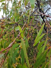Eucalyptus rodwayi
