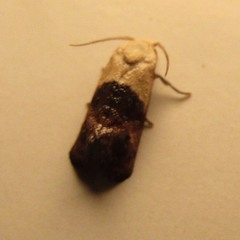 Acontiinae