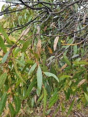 Eucalyptus rodwayi