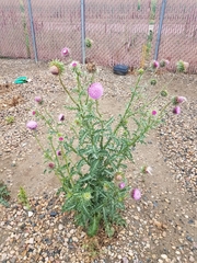 Carduus nutans