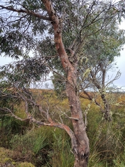 Eucalyptus rodwayi