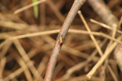 Strongylium championi