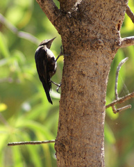 Climacteris melanurus