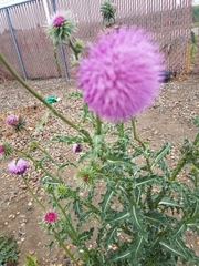 Carduus nutans