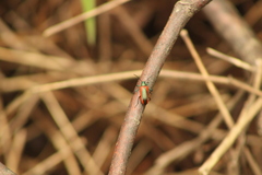 Strongylium championi