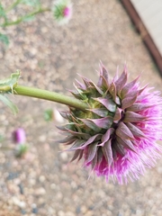 Carduus nutans