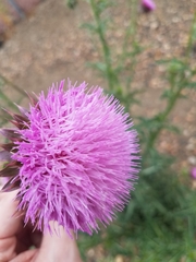 Carduus nutans