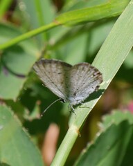 Celastrina lucia lumarco