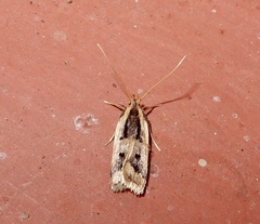 Deltoplastis
