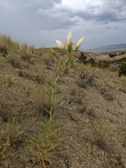 Mentzelia decapetala