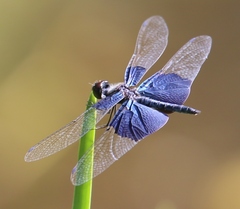 Rhyothemis triangularis