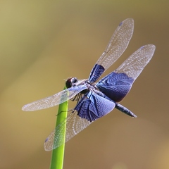 Rhyothemis triangularis
