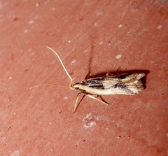 Deltoplastis