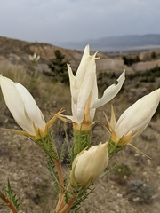 Mentzelia decapetala