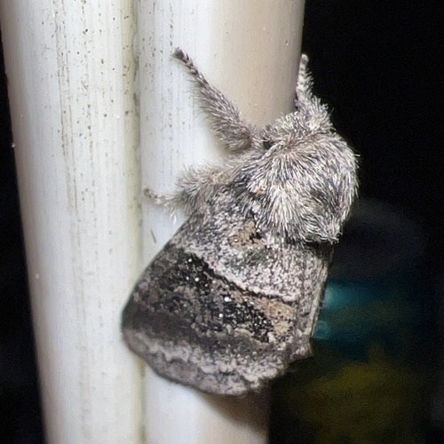 Common Gluphisia Moth photo 3