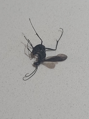 Auplopus carbonarius