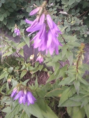 Campanula rapunculoides