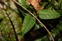 Leichhardtia longiloba