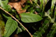 Leichhardtia longiloba