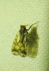 Bothriocera cognita