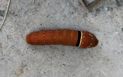 Papilio multicaudata multicaudata