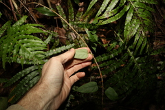 Leichhardtia longiloba